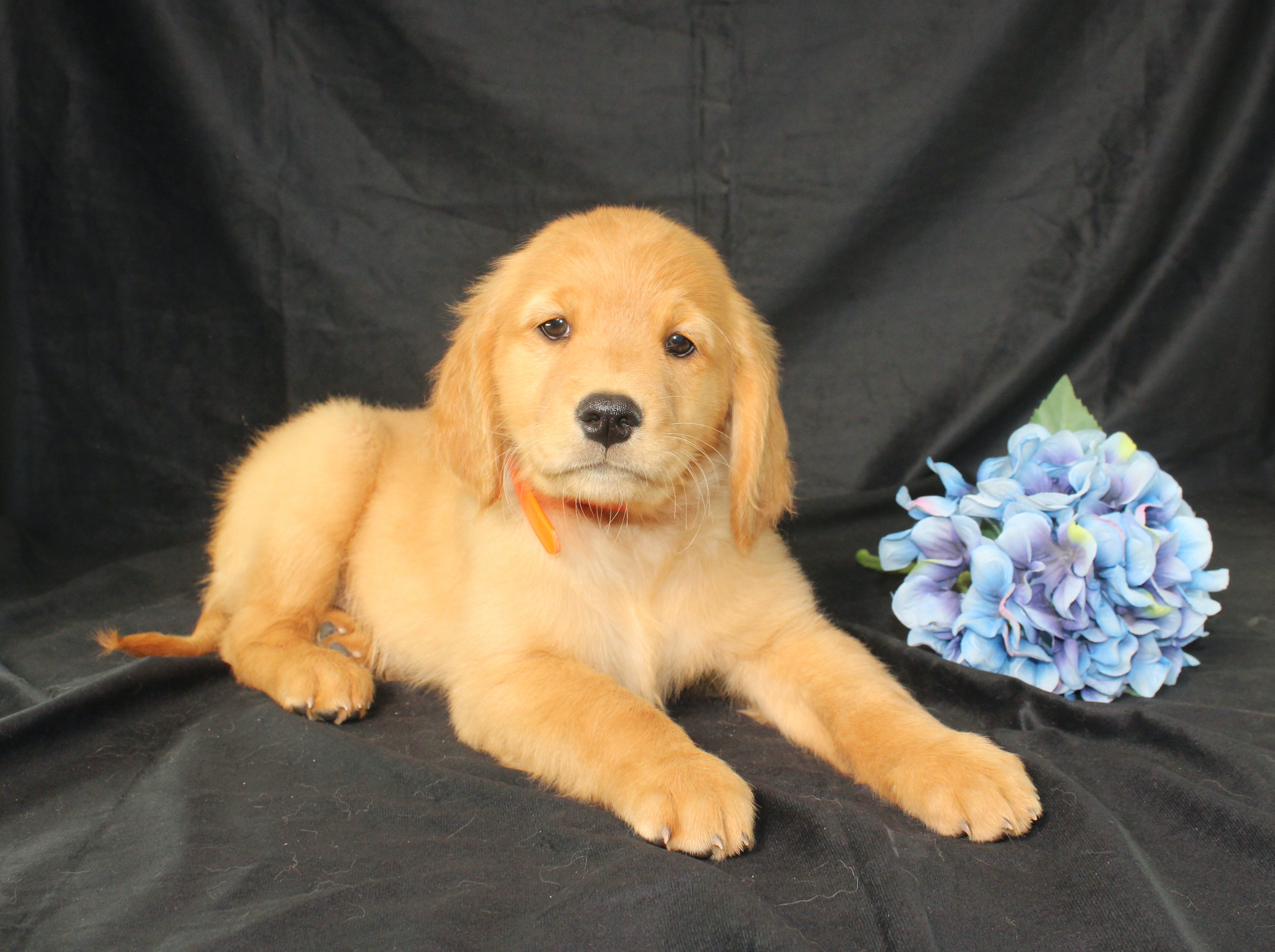 puppy, for, sale, Miniature Golden Retriever, Ivan J. Stoltzfus, dog, breeder, Dornsife, PA, dog-breeder, puppy-for-sale, forsale, nearby, find, puppyfind, locator, puppylocator, aca